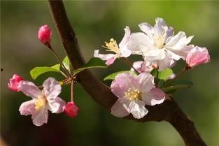 海棠在线观看,沉浸式观赏,尽享春日海棠盛宴 第3张 海棠在线观看,沉浸式观赏,尽享春日海棠盛宴 第3张